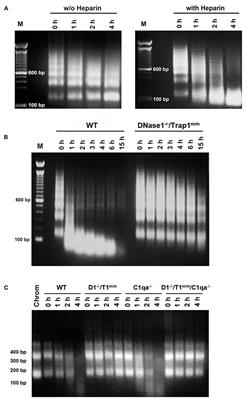 Deoxyribonuclease 1-Mediated Clearance of Circulating Chromatin Prevents From Immune Cell Activation and Pro-inflammatory Cytokine Production, a Phenomenon Amplified by Low Trap1 Activity: Consequences for Systemic Lupus Erythematosus